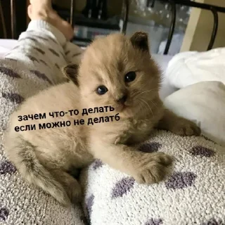 Стикер Мемная скотиночка - 1