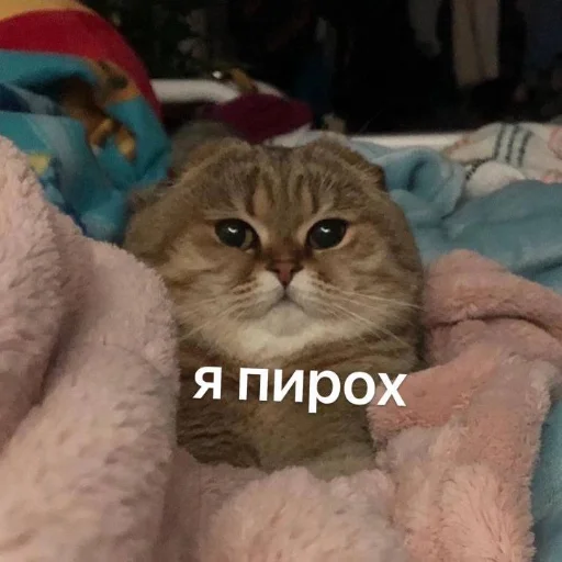 Стикер Мемная скотиночка - 10