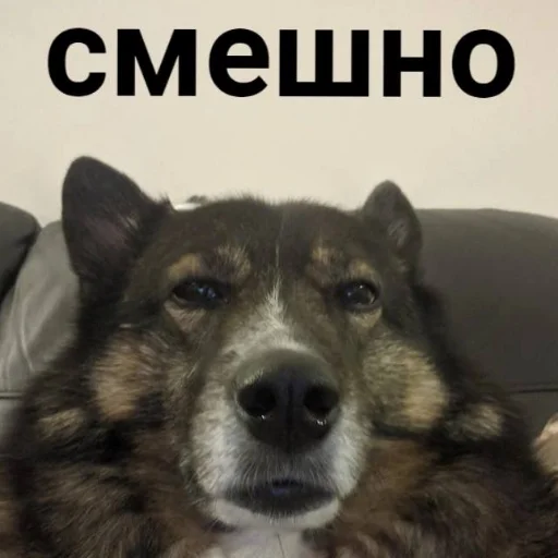 Стикер MEMESSKOTINAS - 1