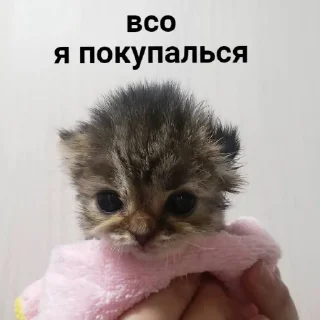 Стикер Мемная скотиночка - 0