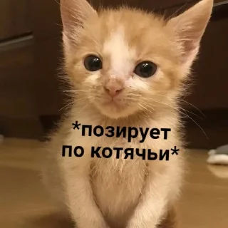 Стикер Мемная скотиночка - 6