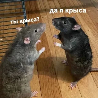 Стикер Мемная скотиночка - 7