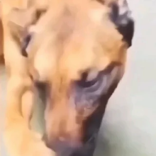 Стикер Мемы тиктака - 3