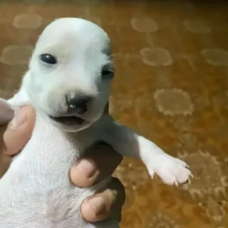 Стикер Мемы тиктака - 10