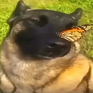 Стикер Мемы тиктака - 9