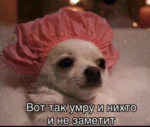 порода собак домашнее животное собака