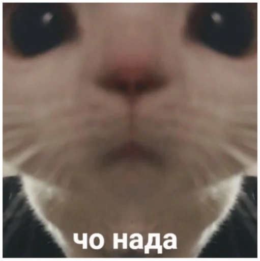 животное млекопитающее кошка