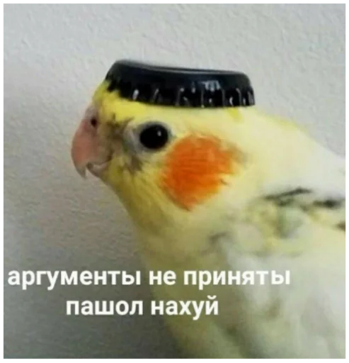 животное птица попугай