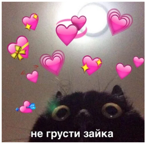 animal small to medium-sized cats kitty