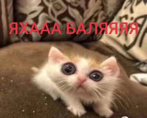 Каралевский стикирпак - 