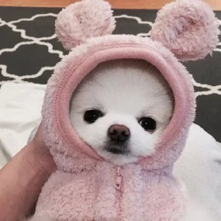 Sticker Каралевский стикирпак - 6