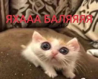 Sticker Каралевский стикирпак - 7