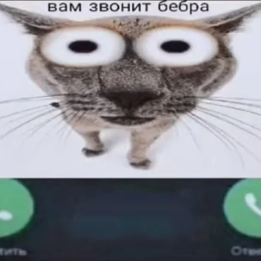 text animal whiskers