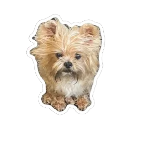 Стикер СтикирЫ - 6