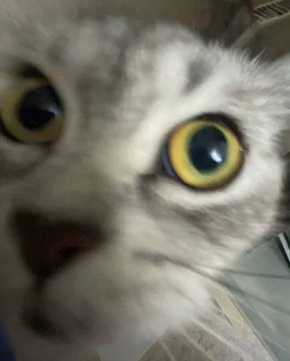 Ася • @sticbot - 