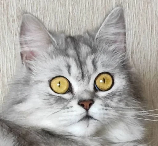 Sticker MJzJaXM_by_sticbot - 1