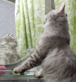 Sticker Ася • @sticbot - 9