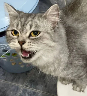 Sticker Ася • @sticbot - 1