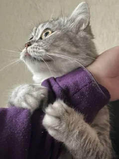 Sticker Ася • @sticbot - 4