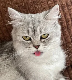 Sticker Ася • @sticbot - 2