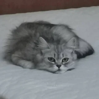 Sticker Ася • @sticbot - 6