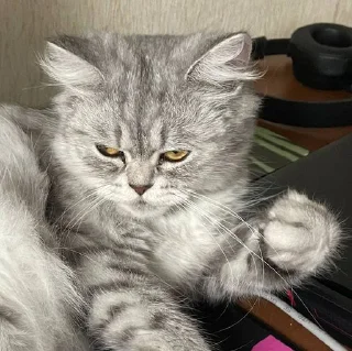 Sticker Ася • @sticbot - 7