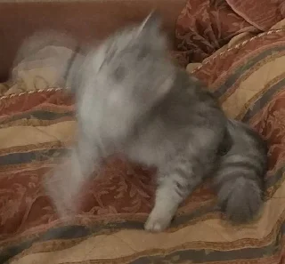 Sticker Ася • @sticbot - 10