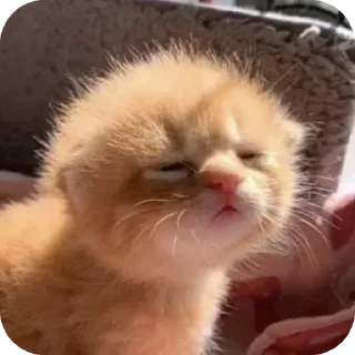 Sticker Больше стиков тут: @stikery4 - 11