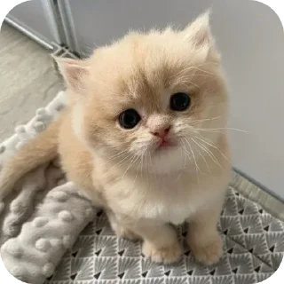 Sticker Больше стиков тут: @stikery4 - 10