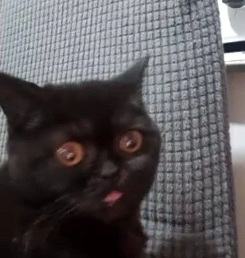 Sticker MLeJjjA_by_sticbot - 1