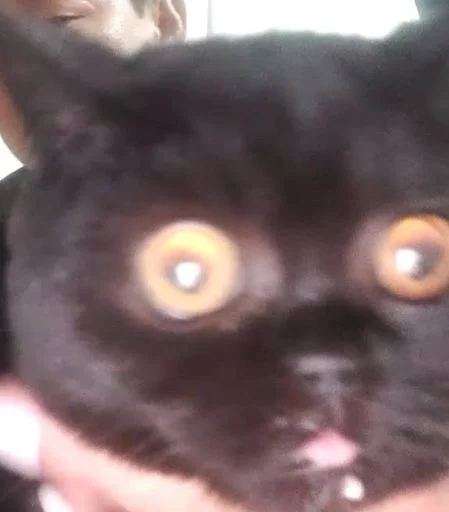 Кошка Чуня • @sticbot - 