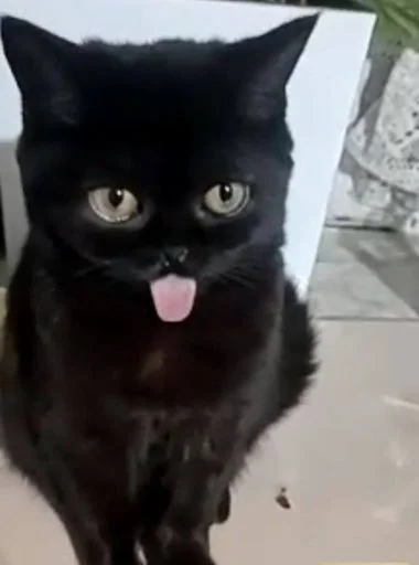 Sticker MLeJjjA_by_sticbot - 1