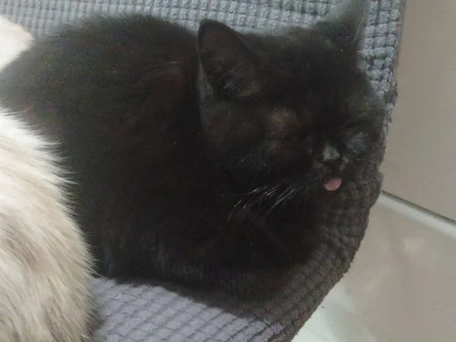 Sticker MLeJjjA_by_sticbot - 1