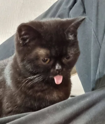 Sticker MLeJjjA_by_sticbot - 1