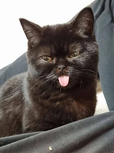 Sticker MLeJjjA_by_sticbot - 1