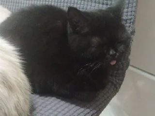 Sticker Кошка Чуня • @sticbot - 3