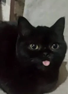 Sticker Кошка Чуня • @sticbot - 10