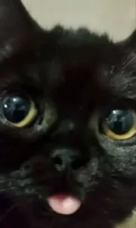 Sticker Кошка Чуня • @sticbot - 0