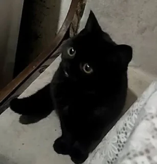 Sticker Кошка Чуня • @sticbot - 8