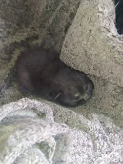 Sticker Кошка Чуня • @sticbot - 4