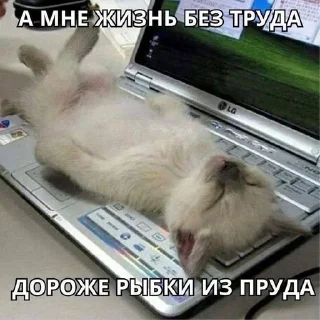 Стикер Больше стиков тут: @stikery4 - 0