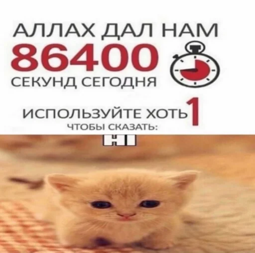 СМС кошка домашняя кошка