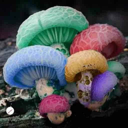 Sticker MOtzSCh_by_achestickbot - 1