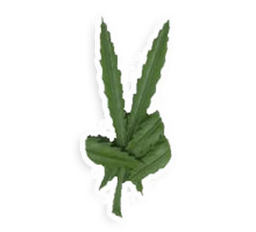 Sticker MR_WeeD - 1