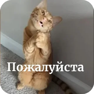 Sticker Больше стиков тут: @stikery4 - 11