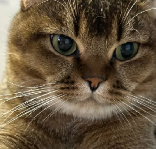 Sticker MUSYARICH - 1