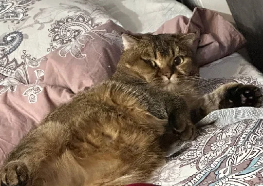 Sticker MUSYARICH - 1