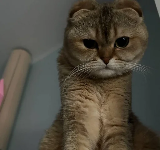 Sticker MUSYARICH - 1