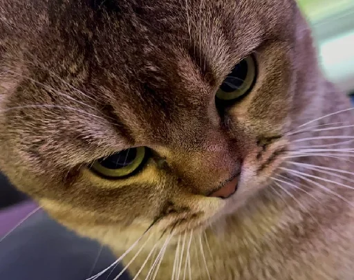 Sticker MUSYARICH - 1