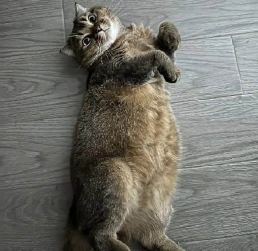 Sticker MUSYARICH - 1